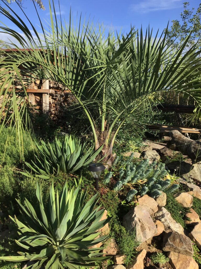 ドライガーデン – So-garden