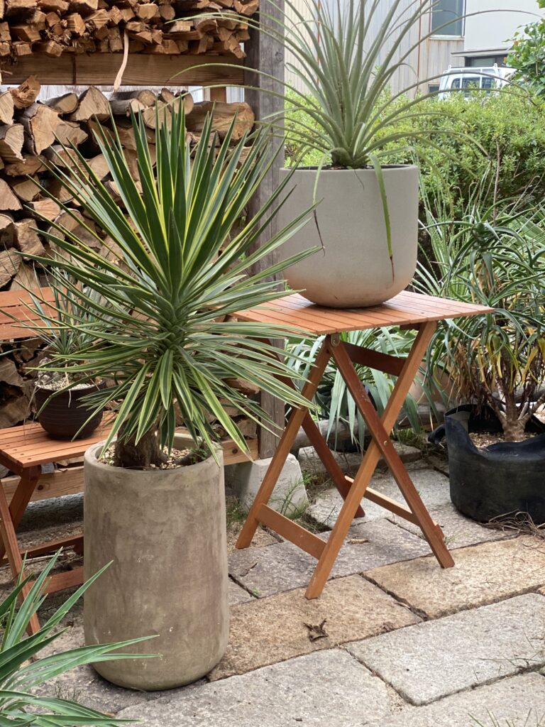 在庫植物の紹介 – So-garden