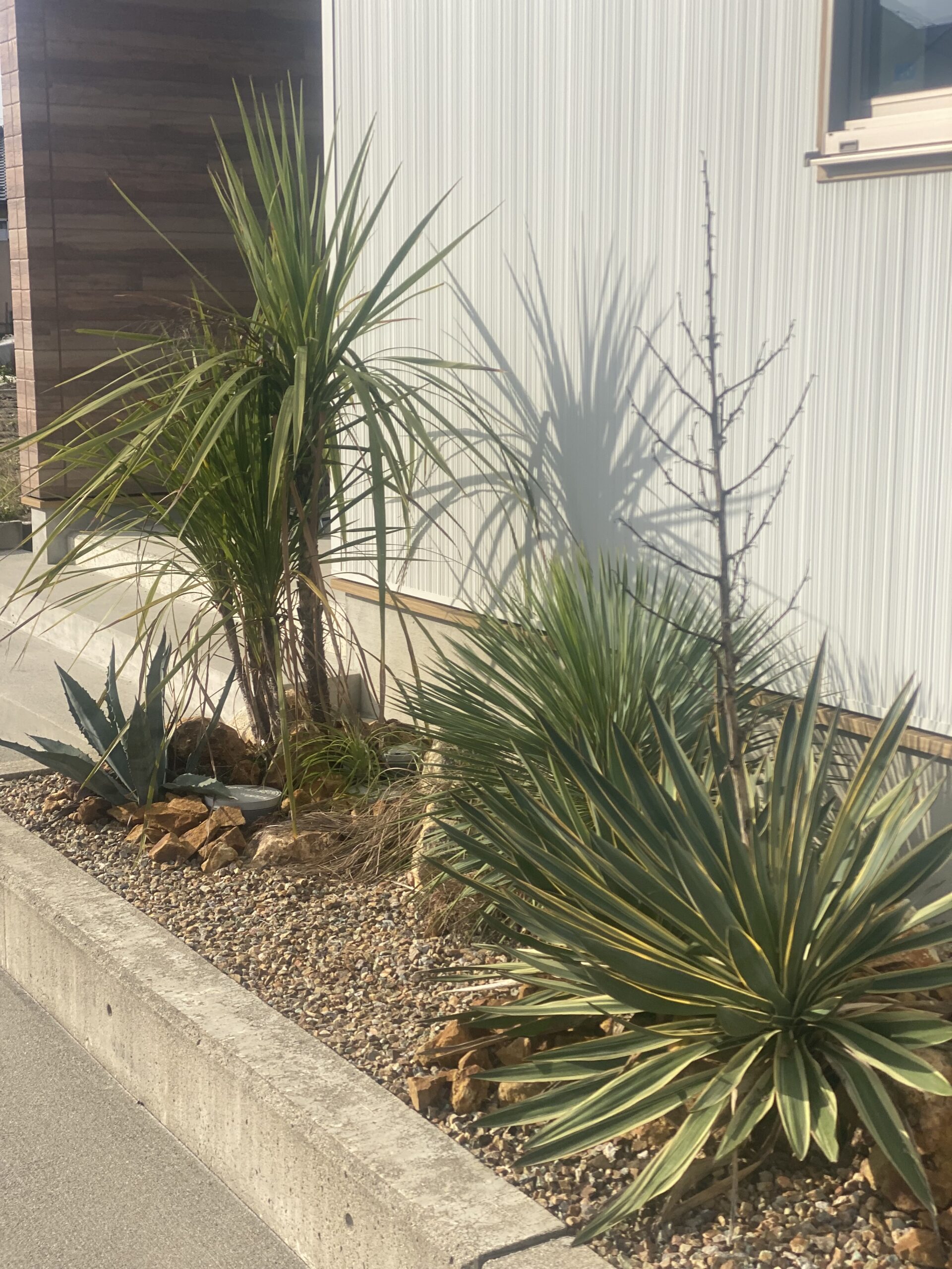 ドライガーデン – So-garden