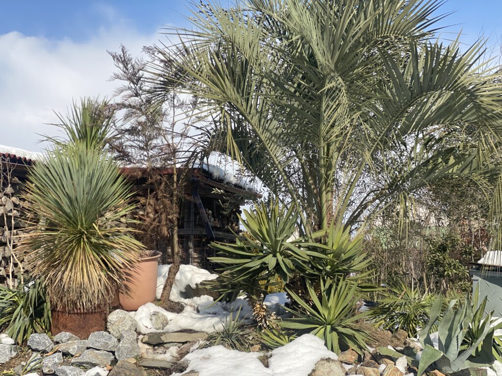 ドライガーデン – So-garden