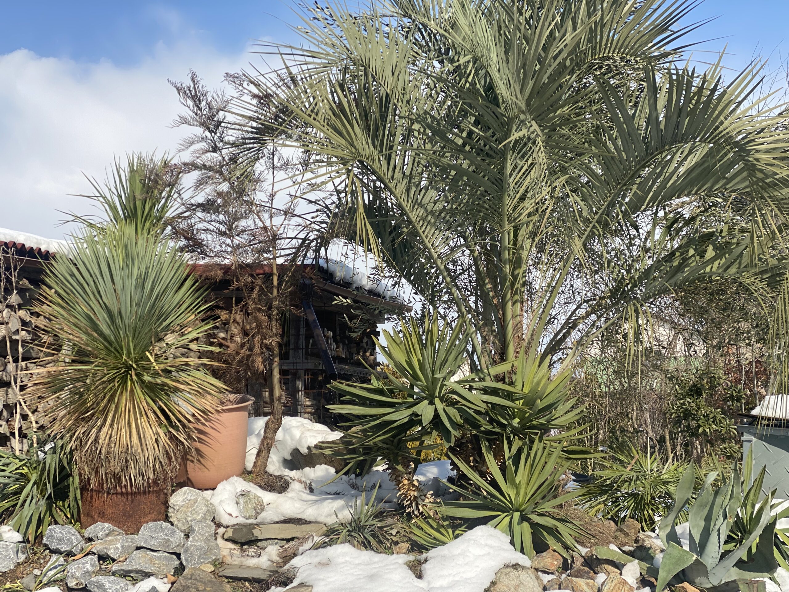 ドライガーデン – So-garden